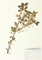 藏品(烏皮九芎)的圖片